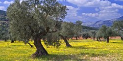 Plant a tree in the Holy Land