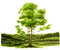 Plant a Tree
