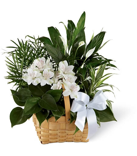 condolence sympathy flowers