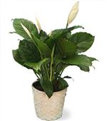 Sympathy Flowers - Condolence Plants -Elegant Peace Lily Condolence Plant