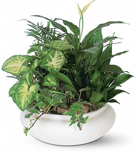 Sympathy Flowers - Condolence Plants - Serenity Sympathy Garden Plant